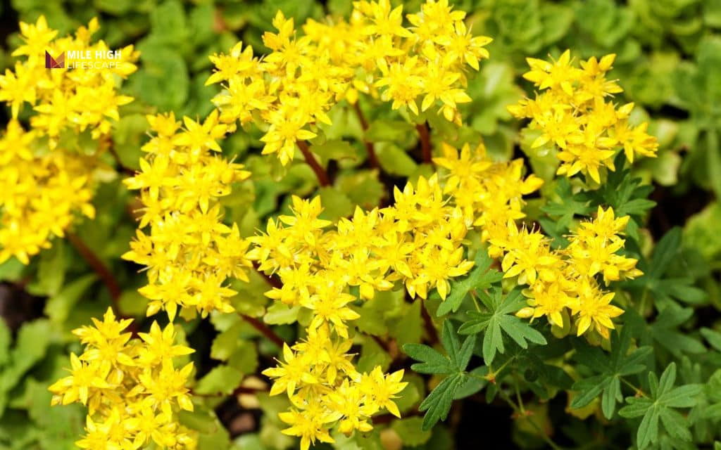 winter hardy succulents: Goldmoss stonecrop (Sedum acre)