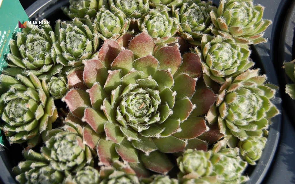 winter hardy succulents: Hardy globe hens and chicks (Jovibarba heuffelii)