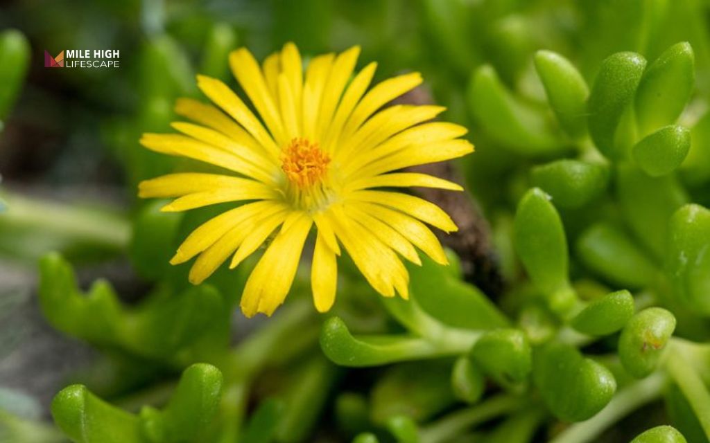 winter hardy succulents: Hardy yellow ice plant (Delosperma nubigenum)