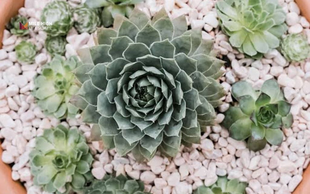 winter hardy succulents: Hens and chicks (Sempervivum tectorum)