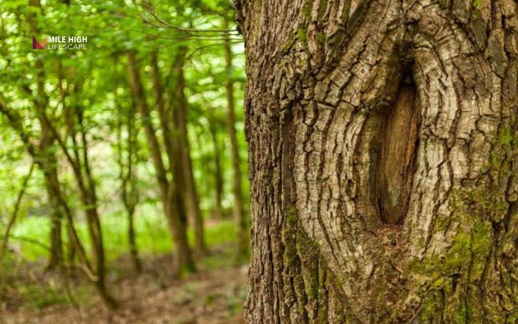 Different tree bark types: How bark changes as a tree matures
