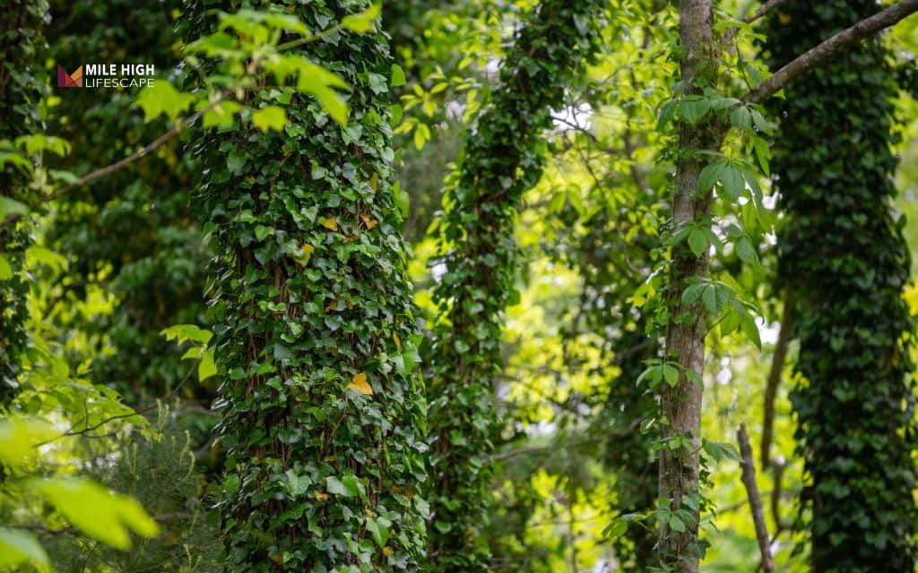 Does english ivy kill trees: How english ivy can still weaken a tree