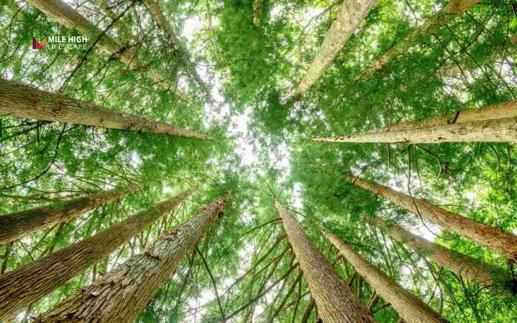 How fast do cedar trees grow each year