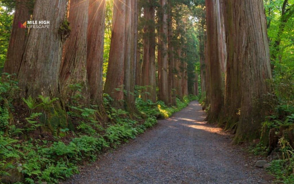 how fast do cedar trees grow
