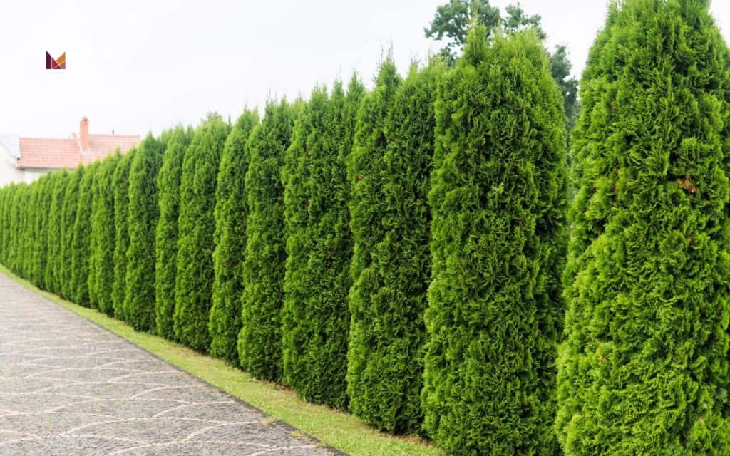 how fast do cedar trees grow: How long cedar trees take to reach mature size