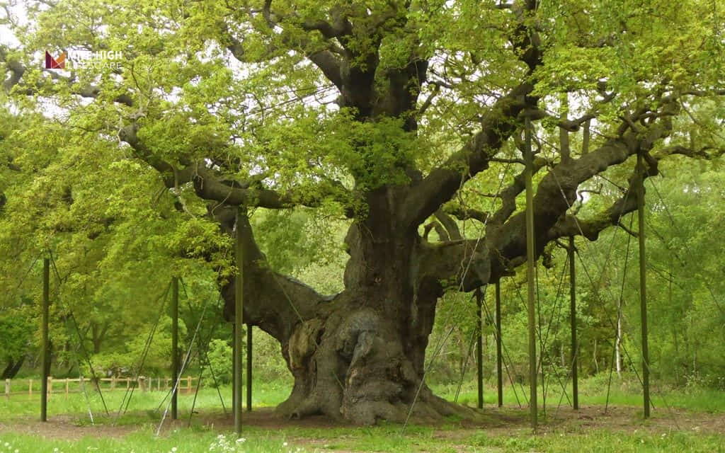 Can trees die of old age: How proper care extends a tree's lifespan