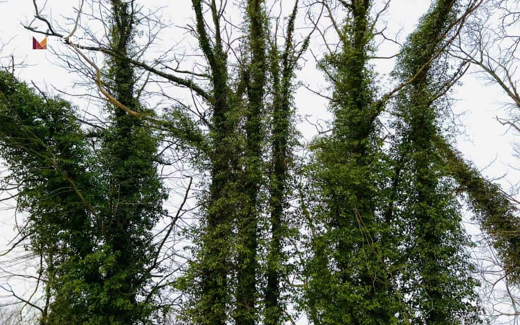 Does english ivy kill trees: How to remove english ivy from a tree safely
