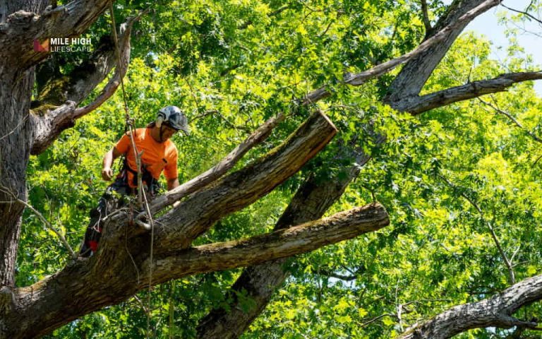 How to trim tall trees