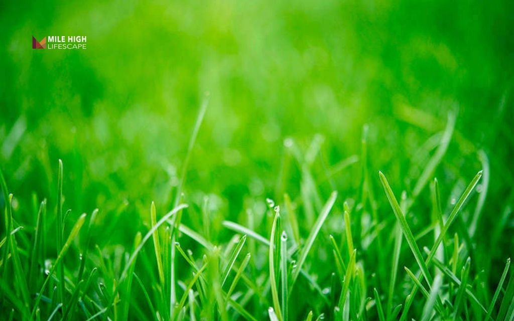 drought tolerant lawn: Kentucky bluegrass