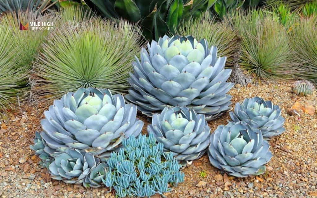 winter hardy succulents: Parry's agave (Agave parryi)