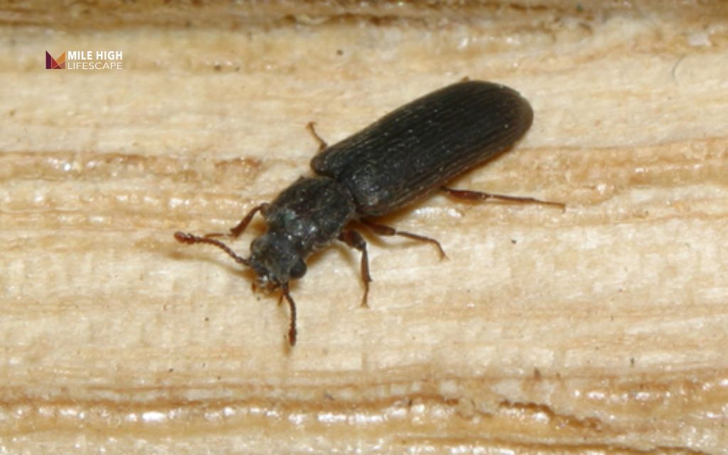 Bugs that look like termites: Powderpost beetles