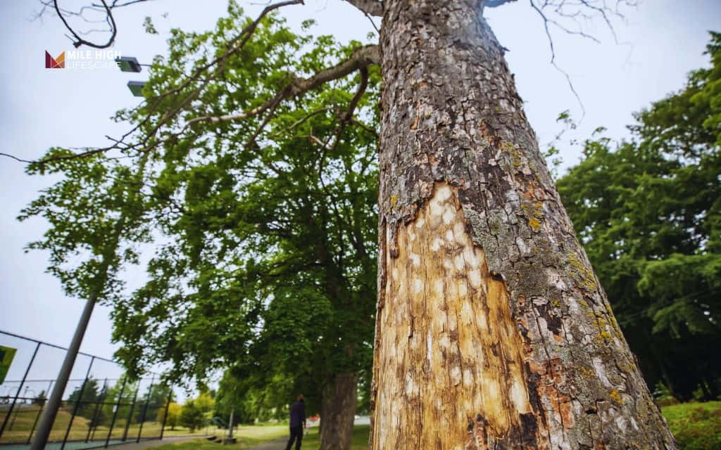 Different tree bark types: Signs of bark damage, disease, or pest activity