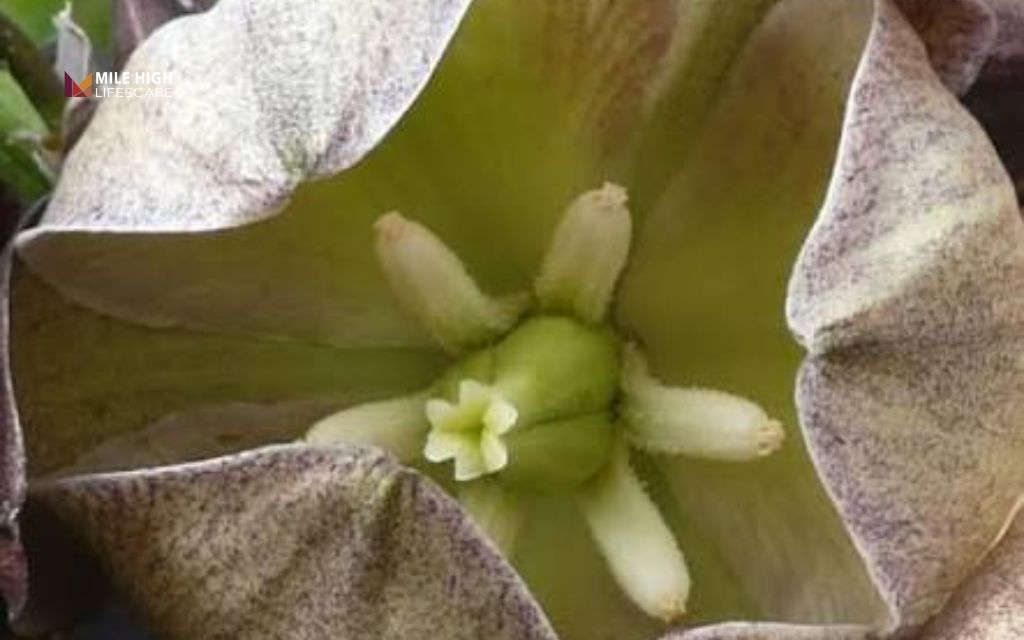 winter hardy succulents: Soapweed yucca (Yucca glauca)