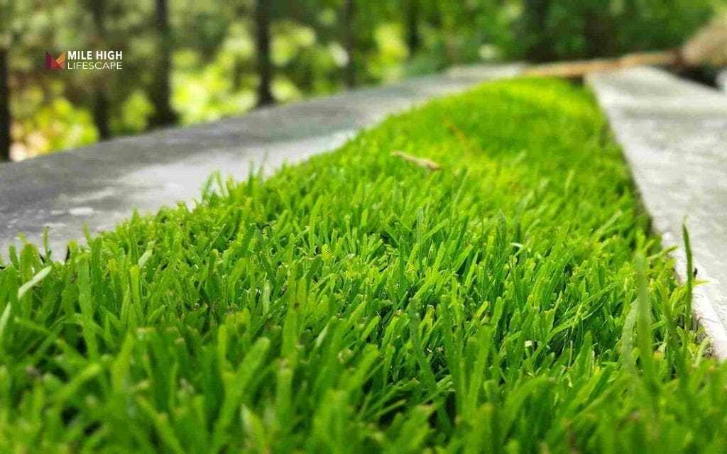drought tolerant lawn: St. Augustinegrass