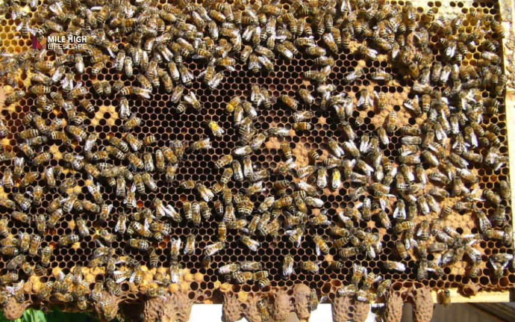 Beehive removal cost: Swarm or established colony: Why it affects the price