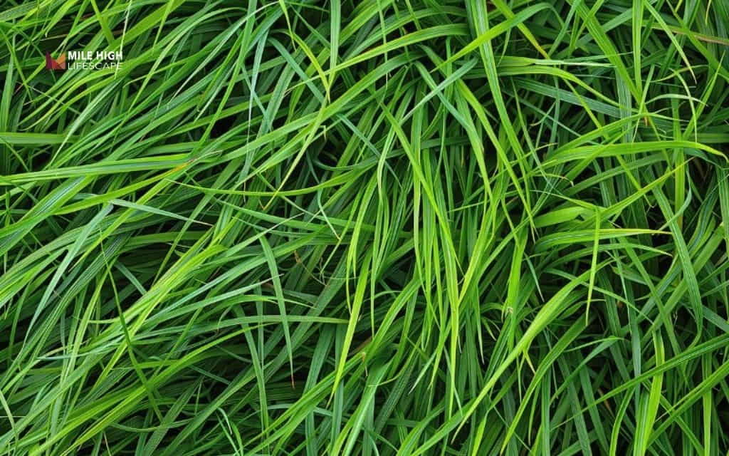 drought tolerant lawn: Tall fescue