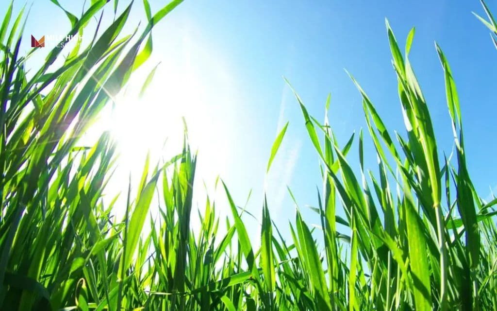 when to winterize lawn: Weather signals to watch