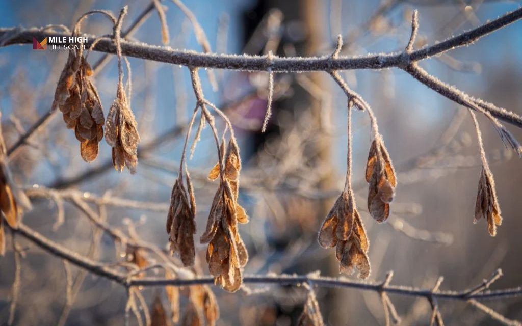 Can trees die of old age: What is tree senescence