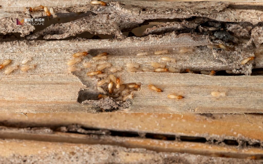 Bugs that look like termites: What termites actually look like