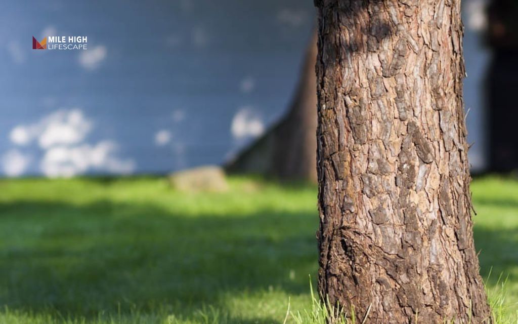 Different tree bark types: What tree bark does