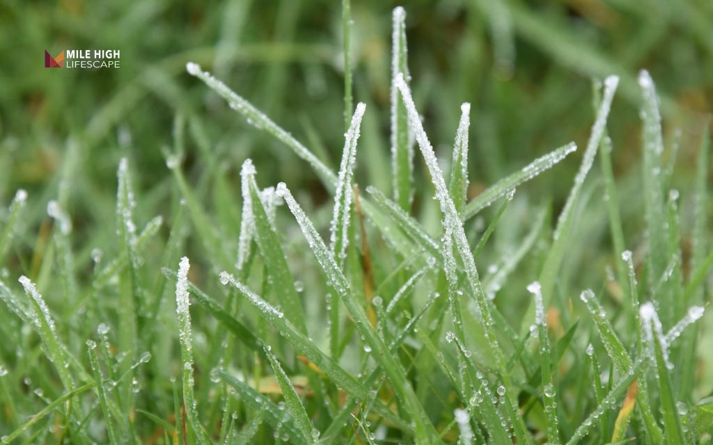 When to winterize lawn