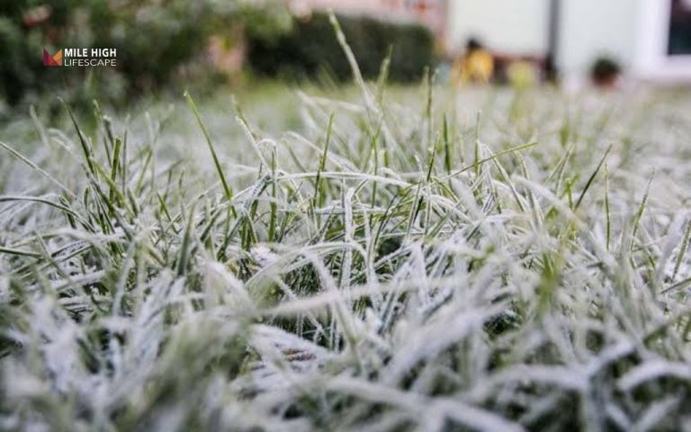 when to winterize lawn