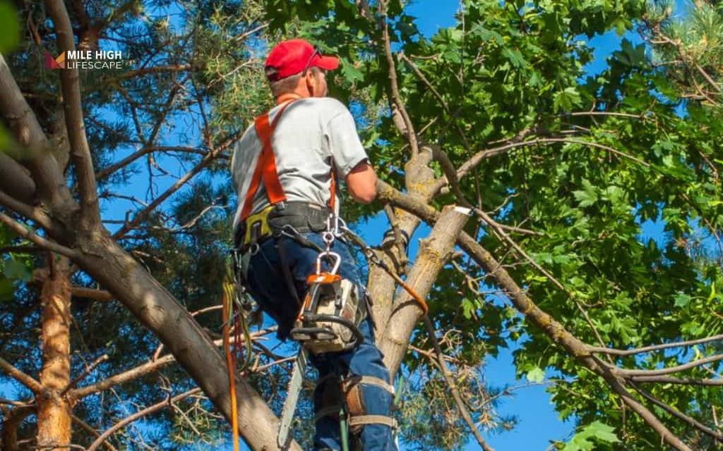 How to trim tall trees: Why trimming tall trees carries more risk