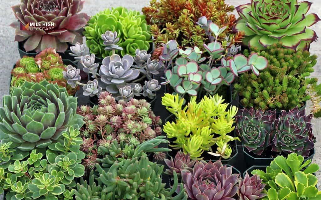 Winter hardy succulents