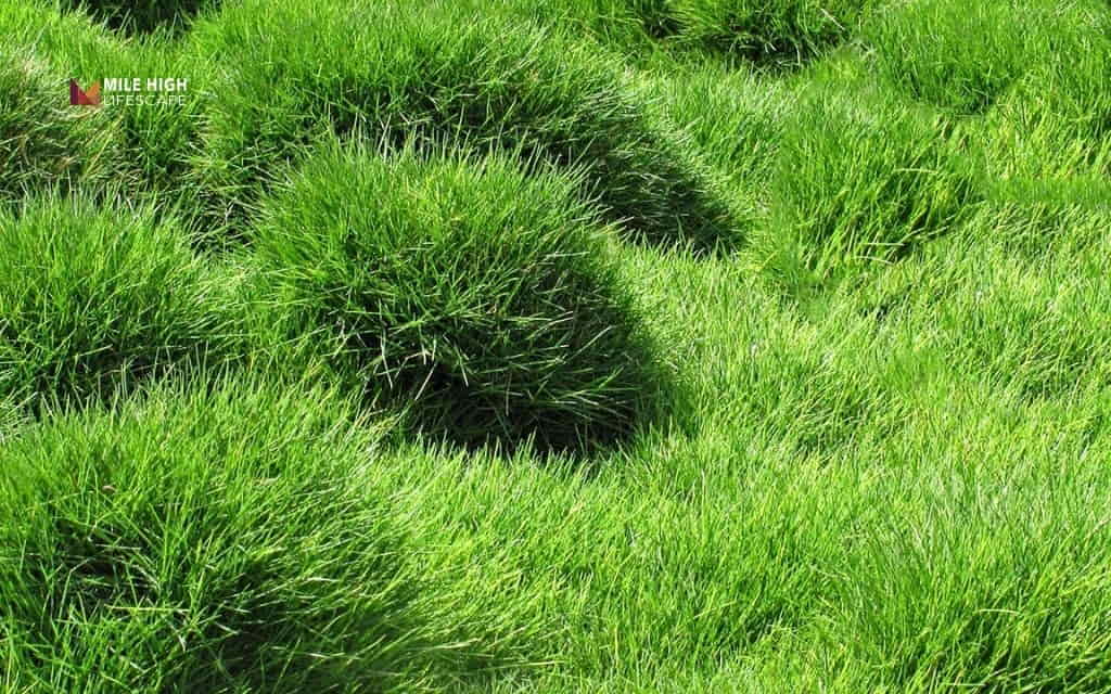 drought tolerant lawn: Zoysiagrass