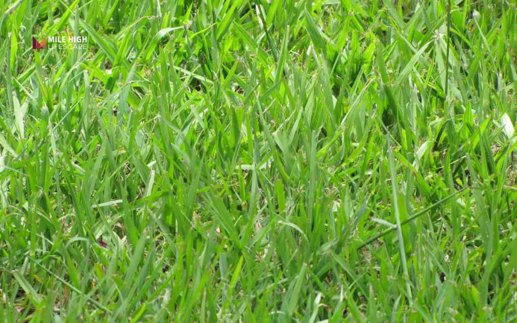 best grass seed for sandy soil: Bahiagrass
