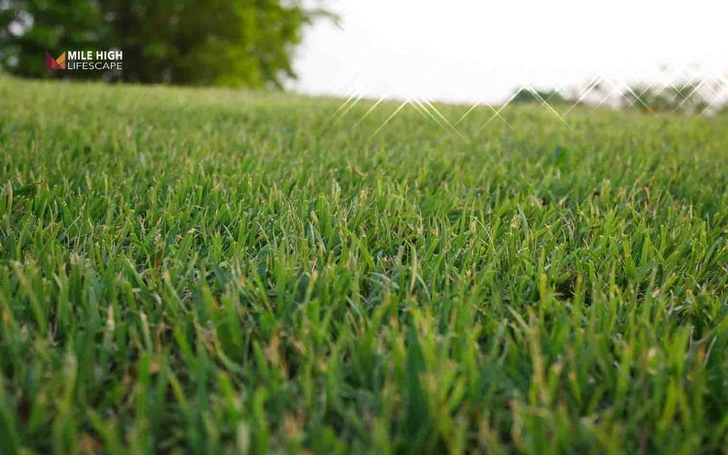 grass seed arizona: Bermudagrass