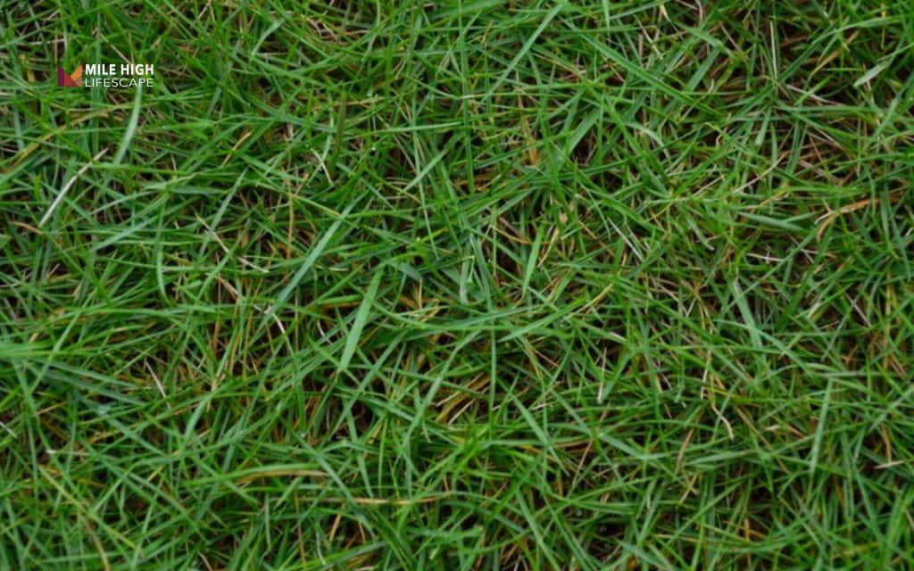 best grass seed for sandy soil: Bermudagrass