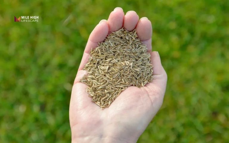 best grass seed for sandy soil