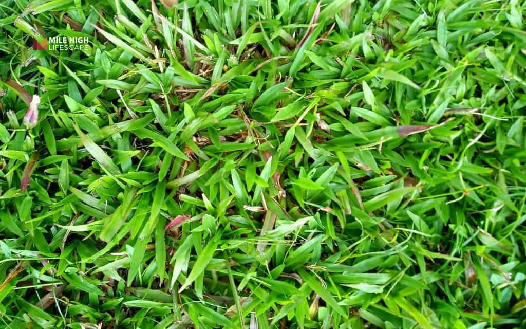 grass seed arizona: Buffalograss