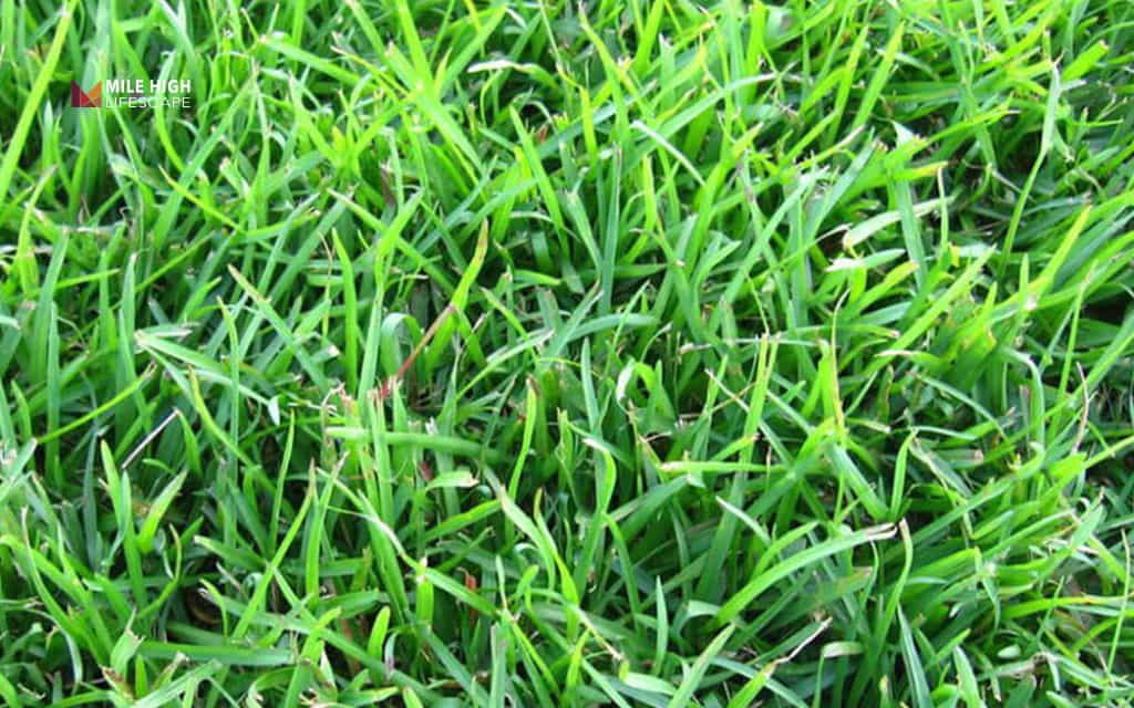 best grass seed for sandy soil: Centipedegrass