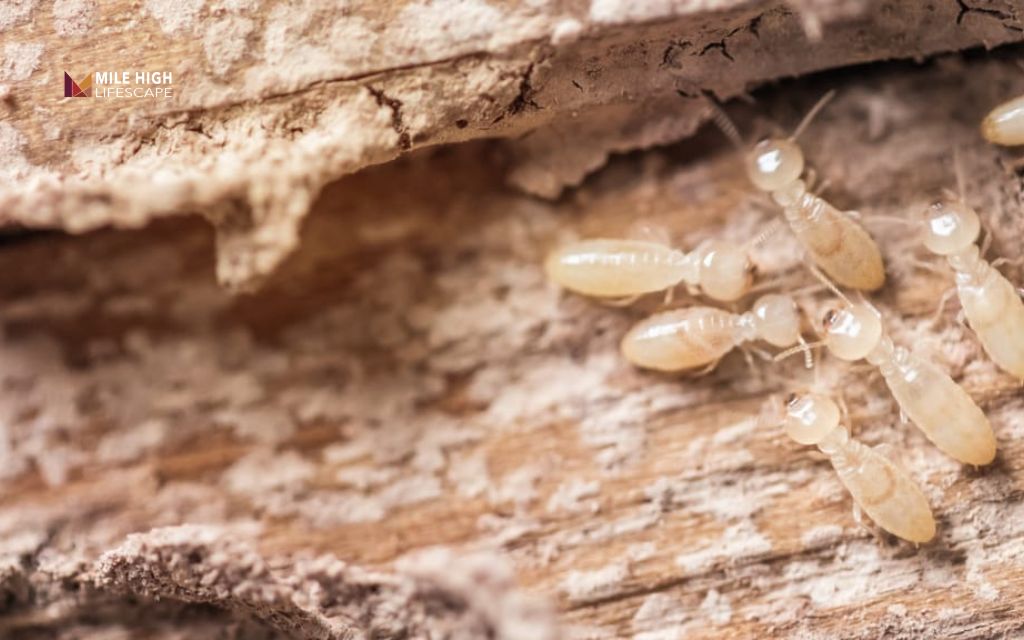 is cypress mulch good: Does cypress mulch attract termites?
