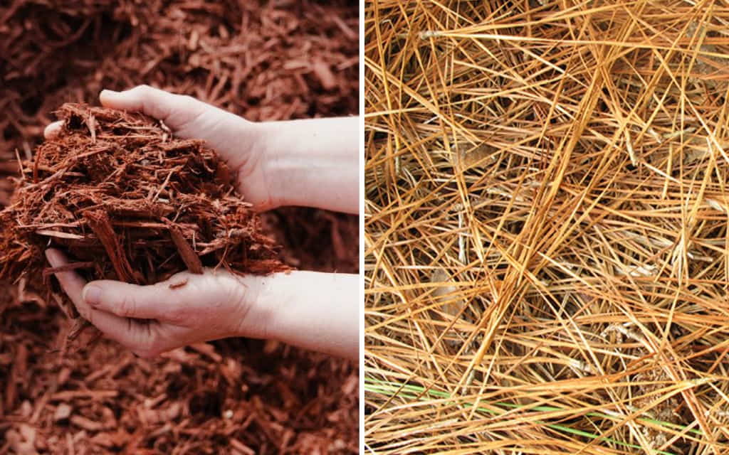 mulch vs pine straw: Environmental impact