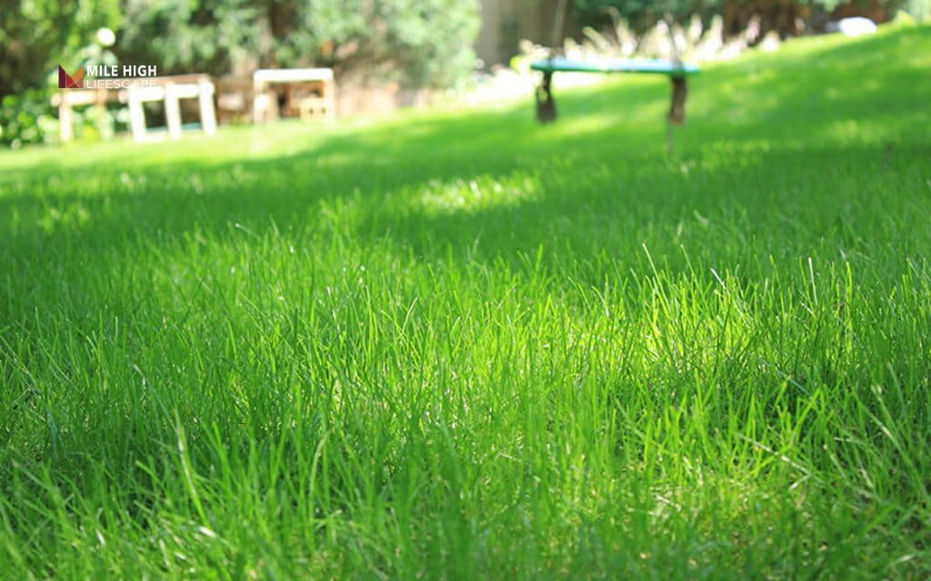 types of grass in tennessee: Fine fescue