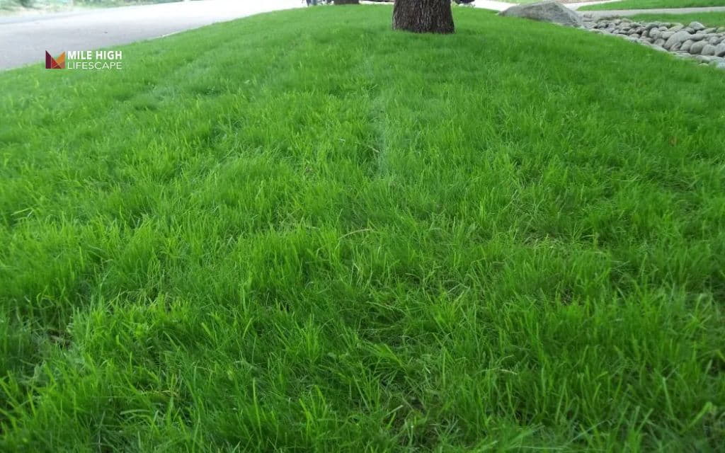 best grass seed for sandy soil: Fine fescues