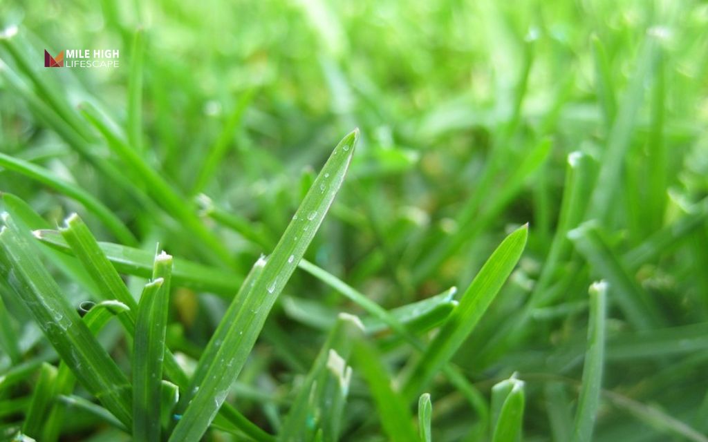 grass seed arizona: Kentucky bluegrass