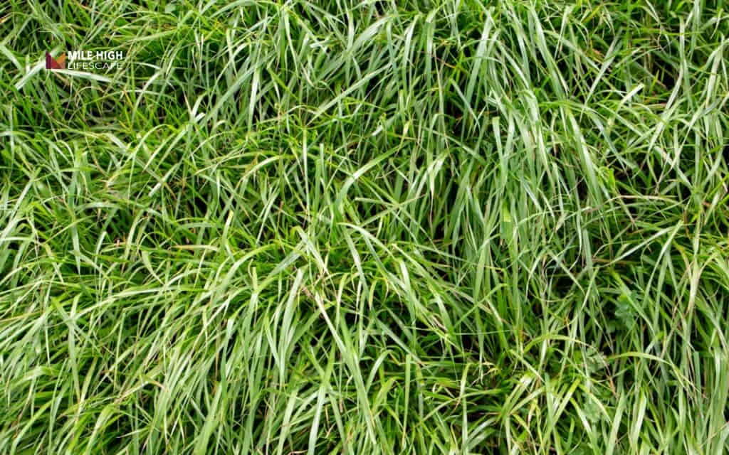 grass seed arizona: Perennial and annual ryegrass
