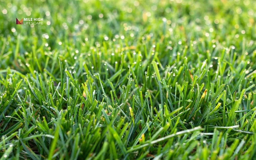 types of grass in tennessee: Perennial ryegrass