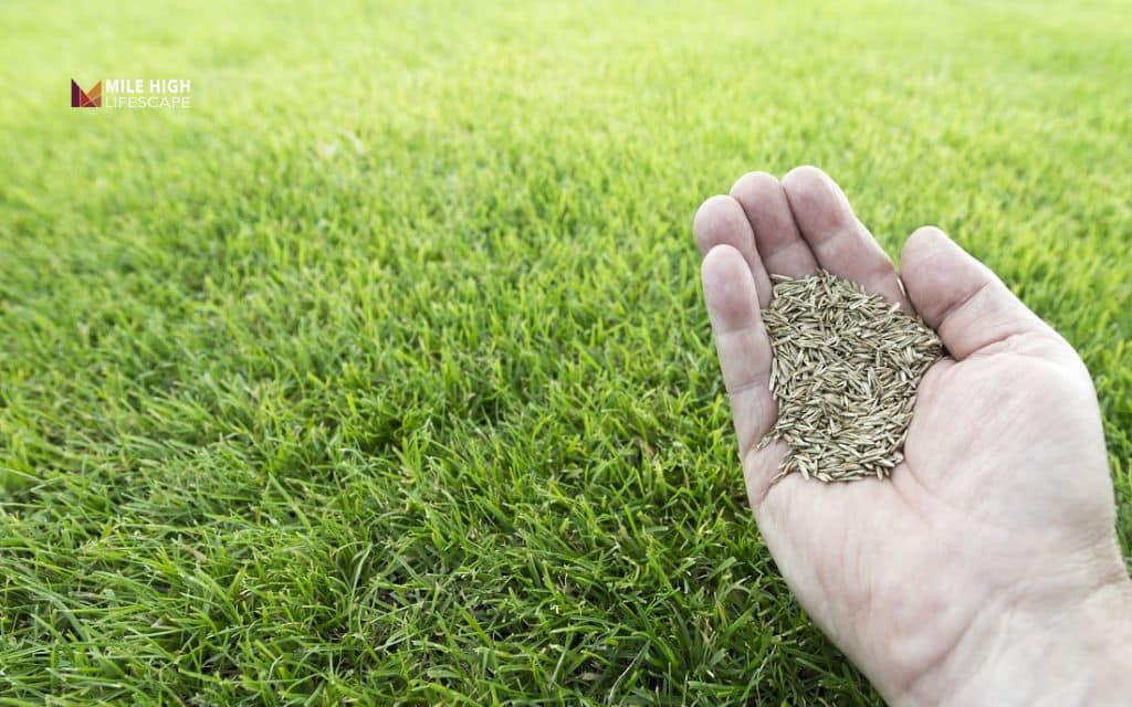 best grass seed for sandy soil: Tall fescue