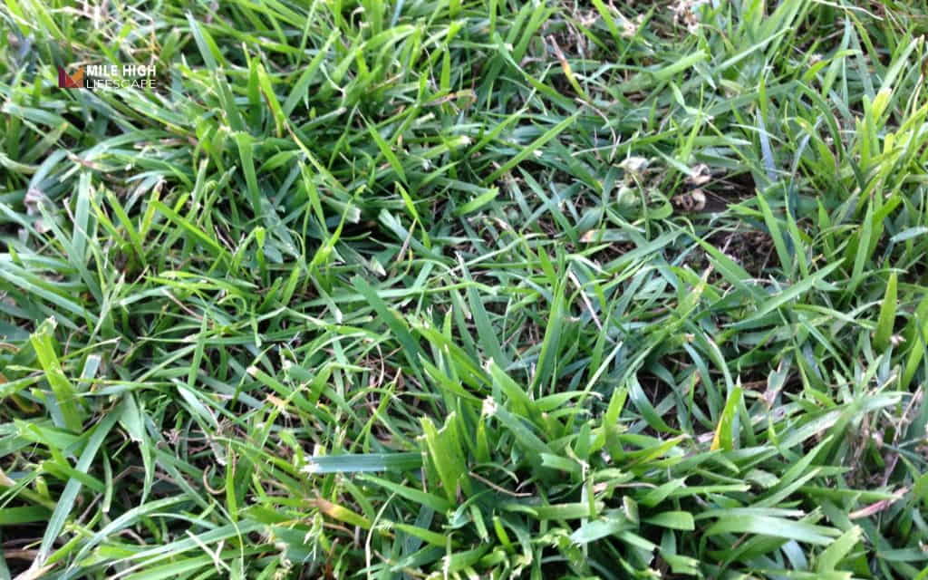 grass seed arizona: Tall fescue