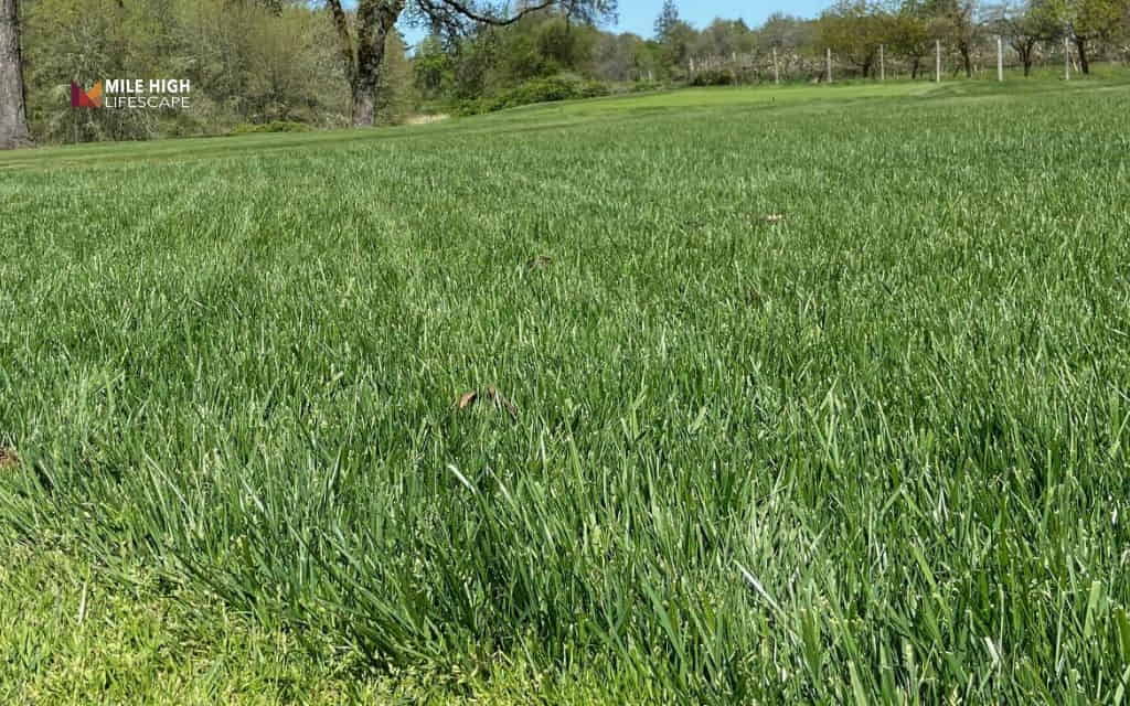 types of grass in tennessee: Tall fescue