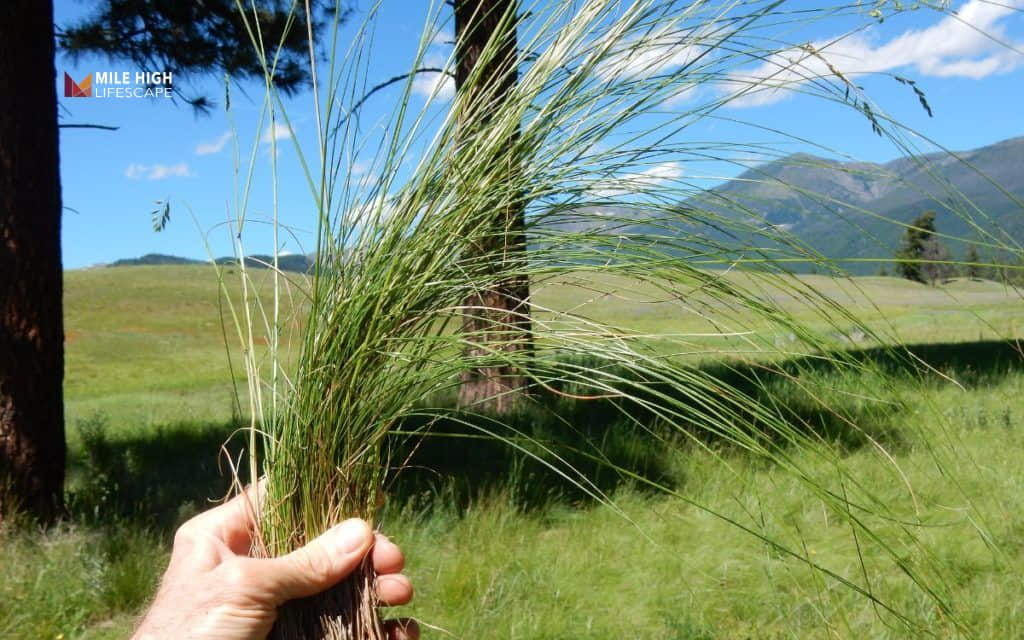 types of grass in tennessee
