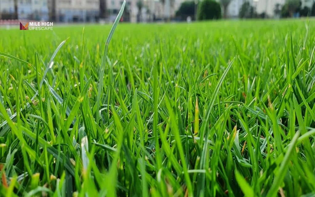 types of grass in tennessee: Which grass grows best in your part of tennessee