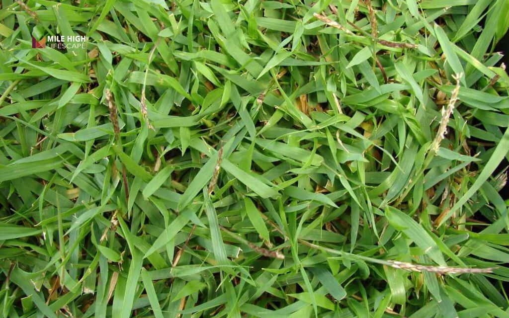 grass seed arizona: Zoysiagrass