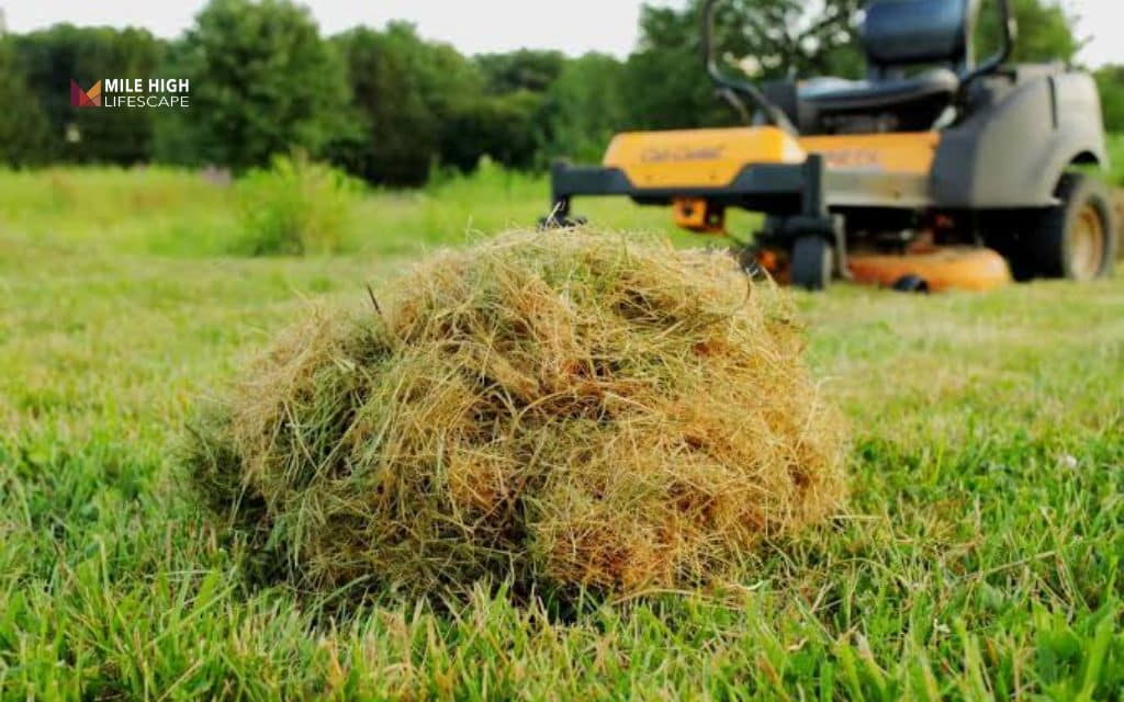 bag or mulch lawn: Advantages of mulching lawn clippings