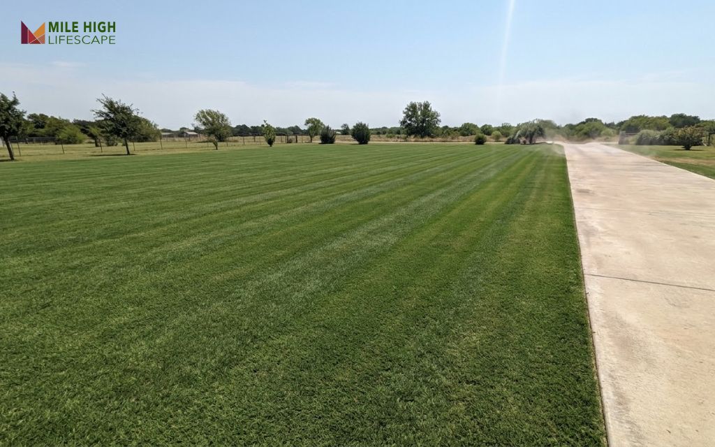 Dense bermuda grass in full midday summer sun with mowing stripes